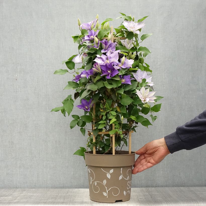 Example of Clématite - Clematis Three Sisters trio bleu Pot de 6L/7L as you get in printemps