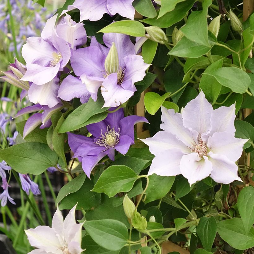 Clématite - Clematis Three Sisters trio bleu (Flowering)