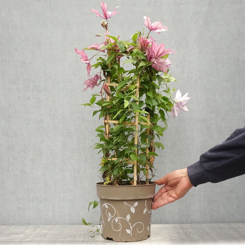 Example of Clématite - Clematis Three Sisters trio rose Pot de 6L/7L as you get in printemps