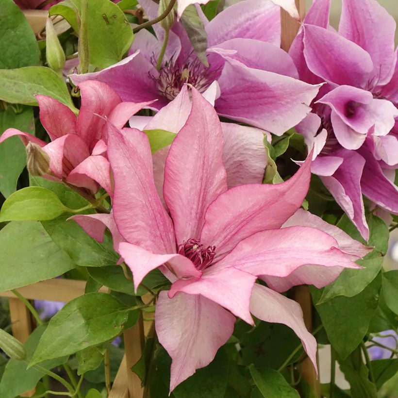 Clématite - Clematis Three Sisters trio rose (Flowering)