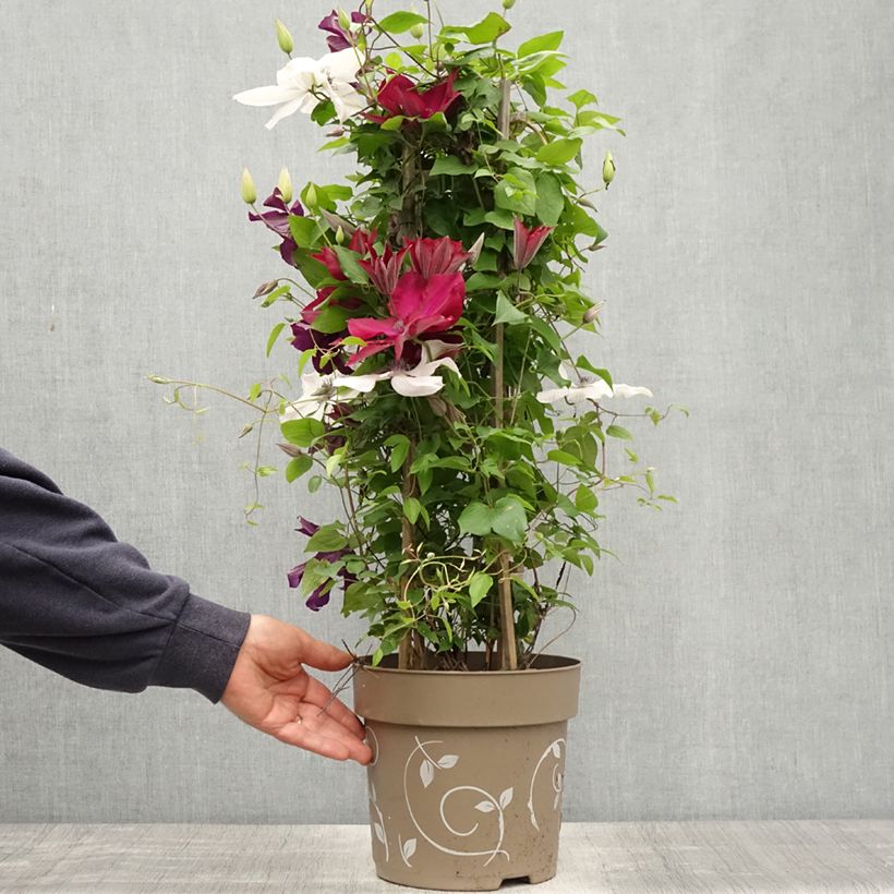 Example of Clématite - Clematis Three Sisters trio rouge Pot de 6L/7L as you get in printemps