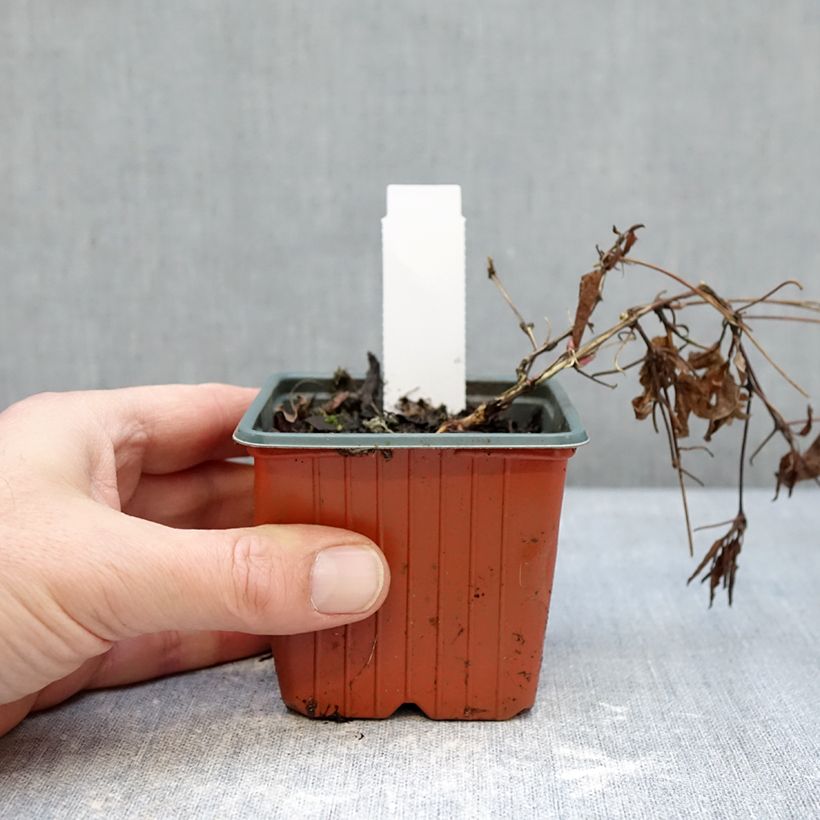 Example of Clématite - Clematis Tumaini Godet de 8/9 cm as you get in hiver