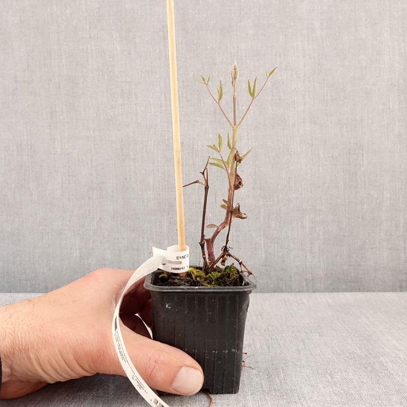 Spécimen de Clématite - Clematis Ville de Lyon  Godet de 8/9 cm tel que livré au printemps