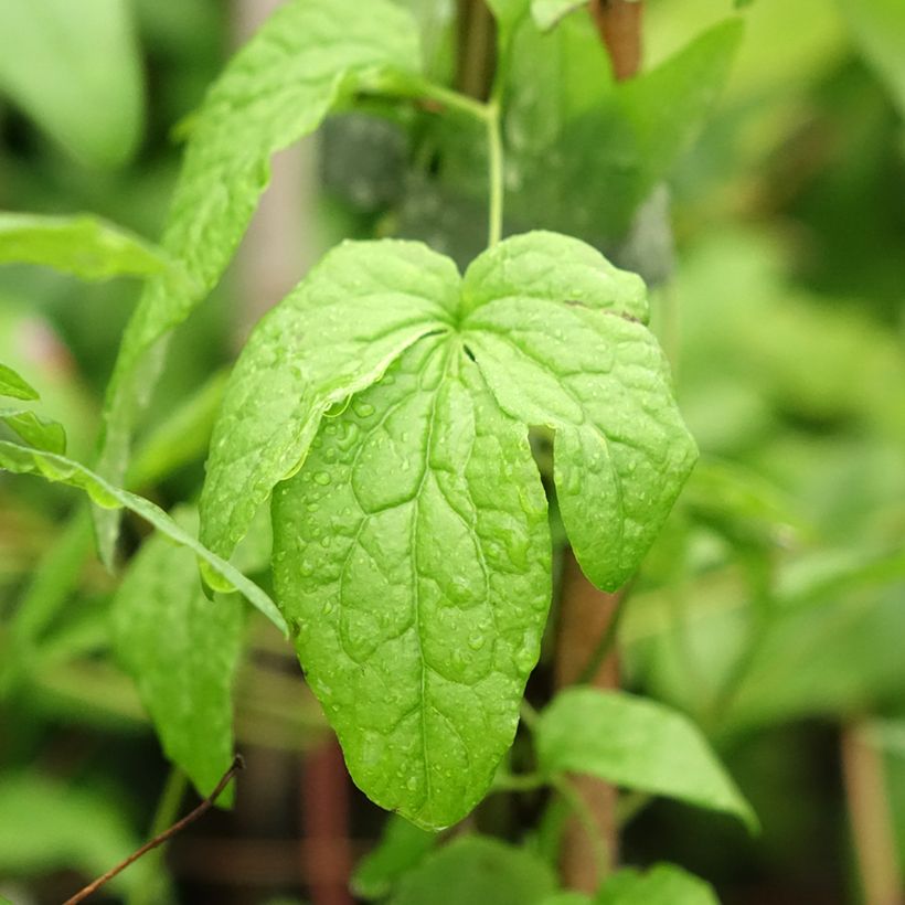 Clématite - Clematis viticella Abundance (Foliage)