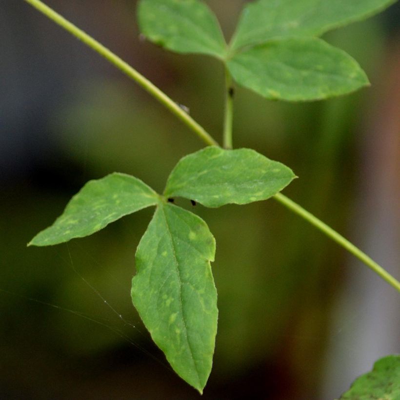 Clématite - Clematis viticella Alba Luxurians (Foliage)