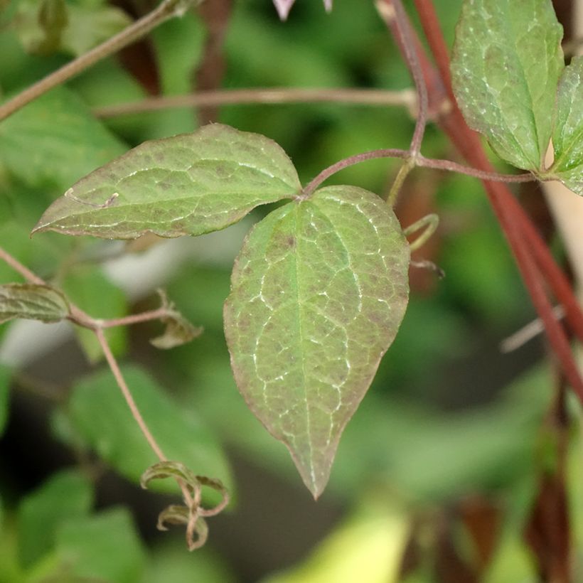 Clématite - Clematis viticella Burning Love (Foliage)
