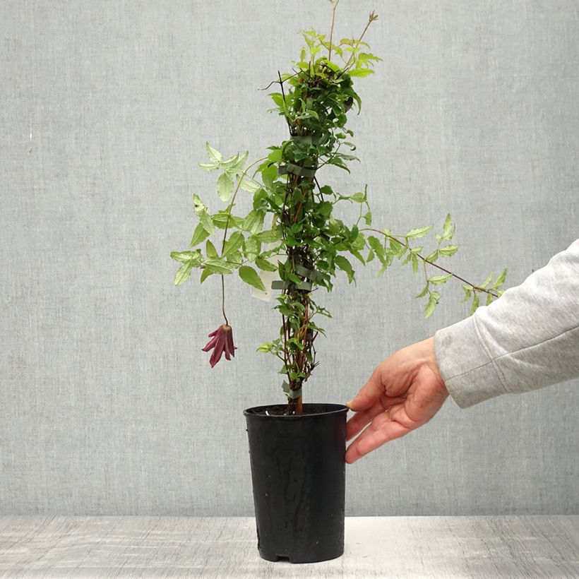 Example of Clématite - Clematis viticella Glorious Day Pot de 1,5L/2L as you get in printemps