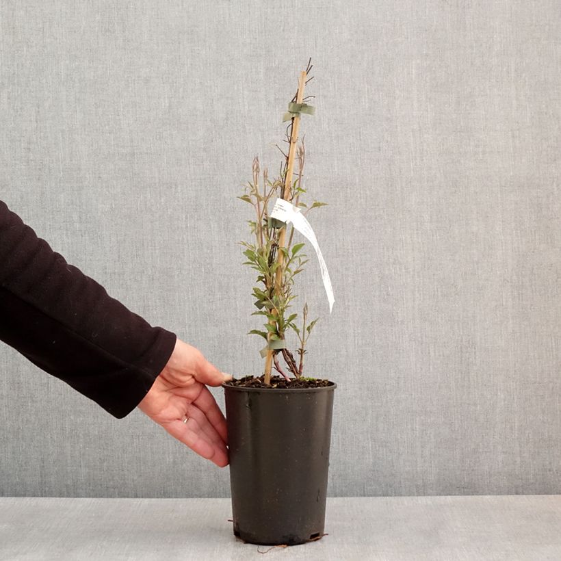 Example of Clématite - Clematis viticella Glorious Red Pot de 1,5L/2L as you get in printemps