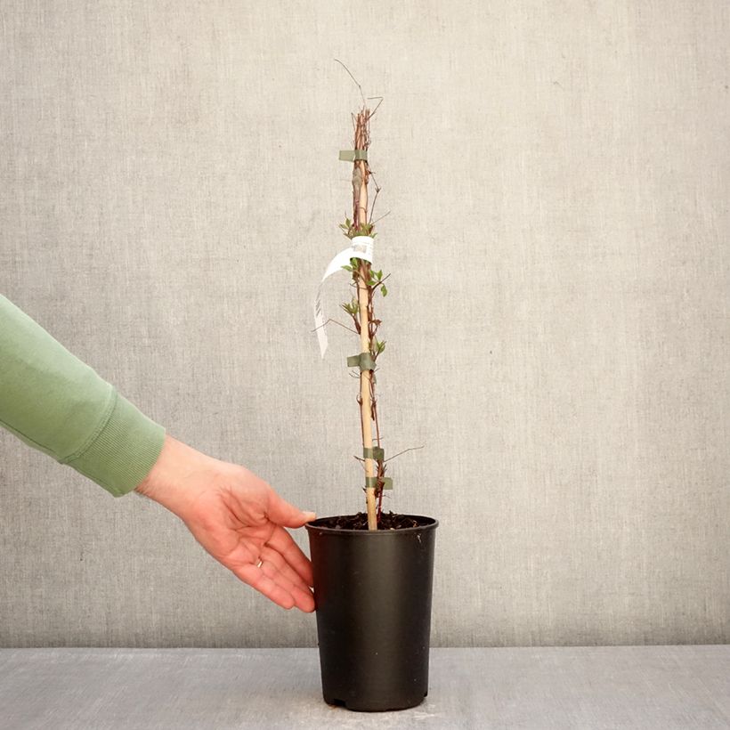 Example of Clématite - Clematis viticella Glorious Surprise Pot de 2L/3L as you get in hiver