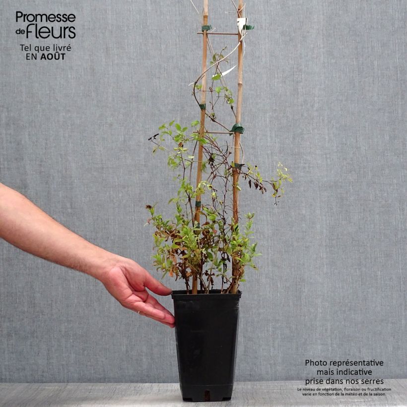 Spécimen de Clématite - Clematis viticella Krakowiak Pot de 3L/4L tel que livré en été