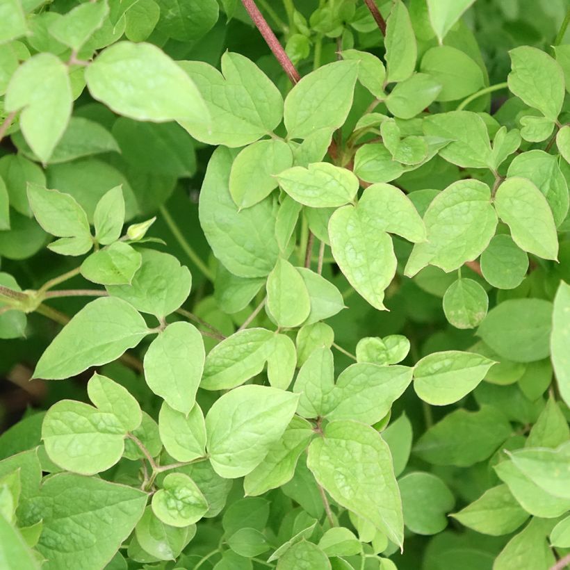 Clématite - Clematis viticella Maria Cornelia (Foliage)