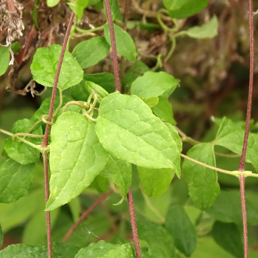 Clématite - Clematis viticella Mme Julia Correvon (Foliage)