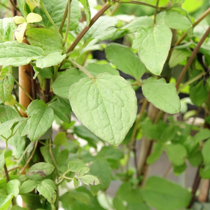 Clématite - Clematis viticella Rubra (Kermesina) (Foliage)