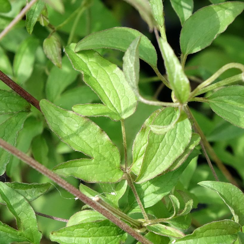 Clématite - Clematis viticella Sunny Sky (Foliage)