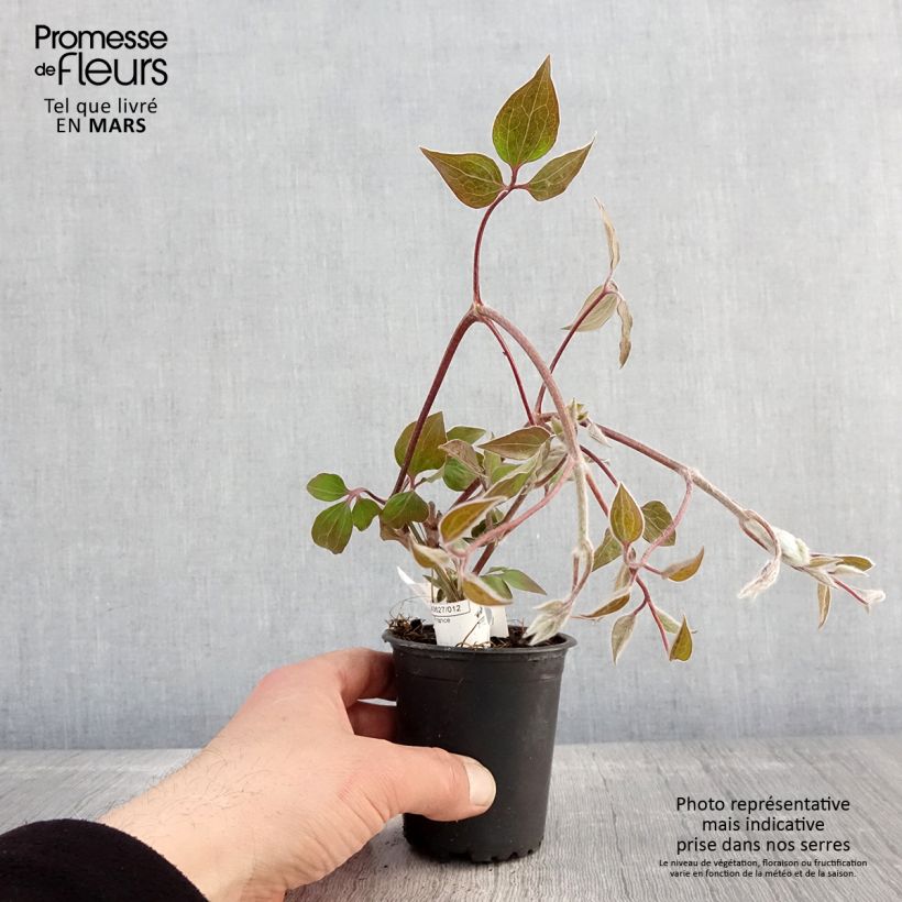 Example of Clématite - Clematis Vyvyan Pennell Godet de 8/9 cm as you get in printemps