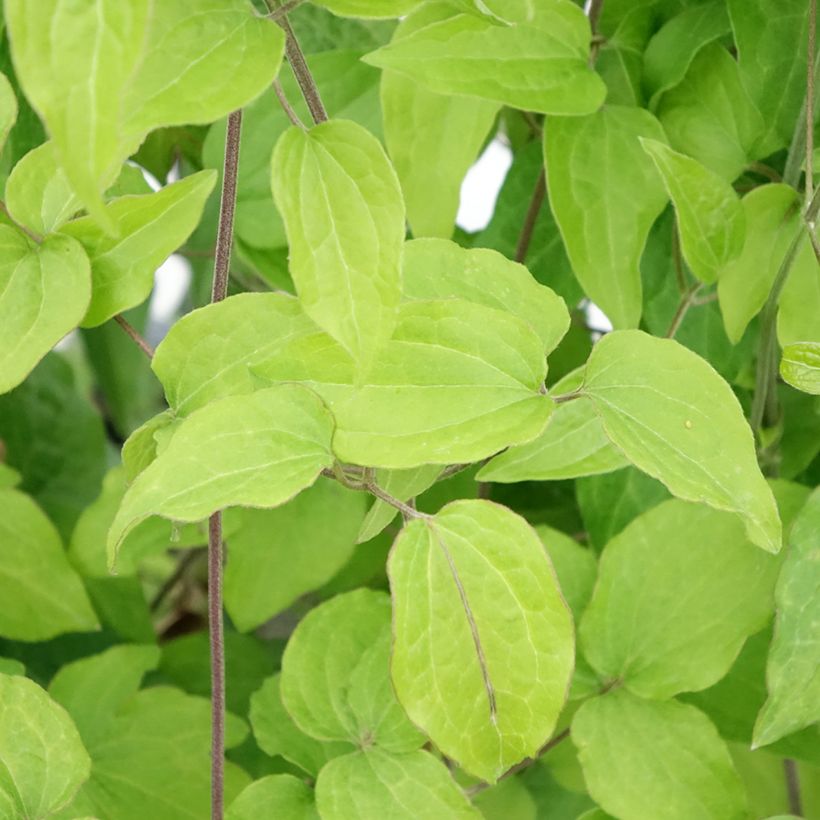Clématite - Clematis Yukikomachi (Foliage)