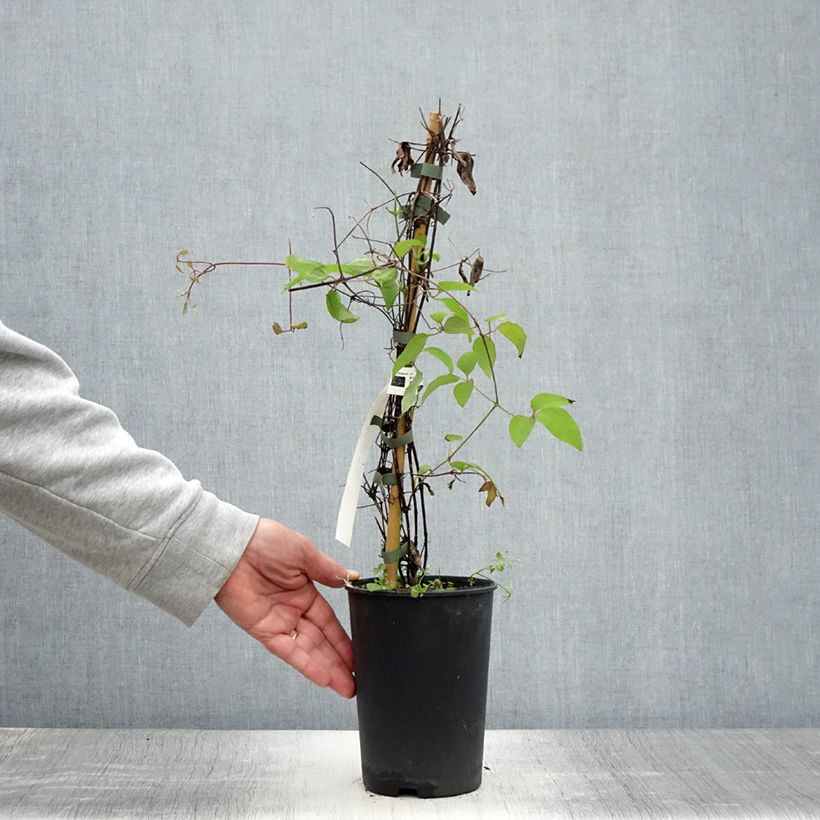 Spécimen de Clématite - Clematis Yukiokoshi Pot de 2L/3L tel que livré en été