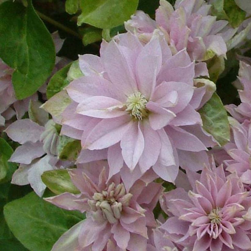 Clématite - Clematis Dancing Queen (Flowering)