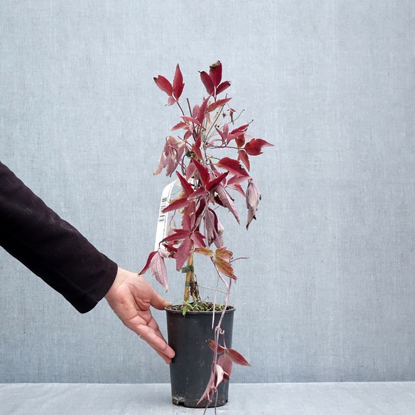 Spécimen de Clématite des montagnes - Clematis montana Fragrant Spring Pot de 1,5L/2L tel que livré en automne
