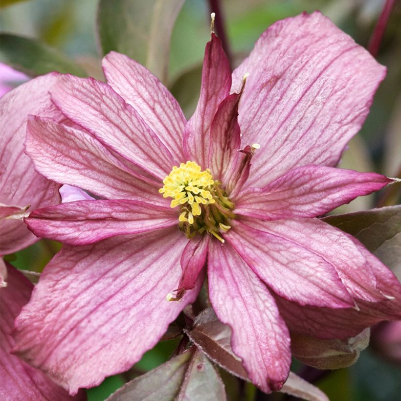 Clématite des montagnes - Clematis montana Sunrise (Floraison)