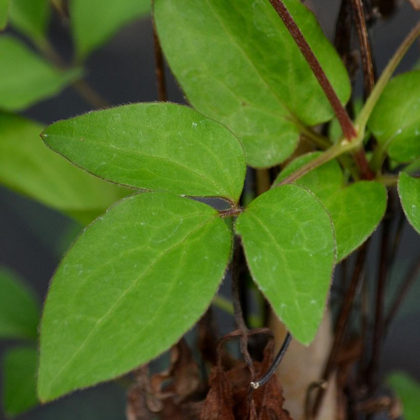 Clématite - Clematis Diamantina (Foliage)