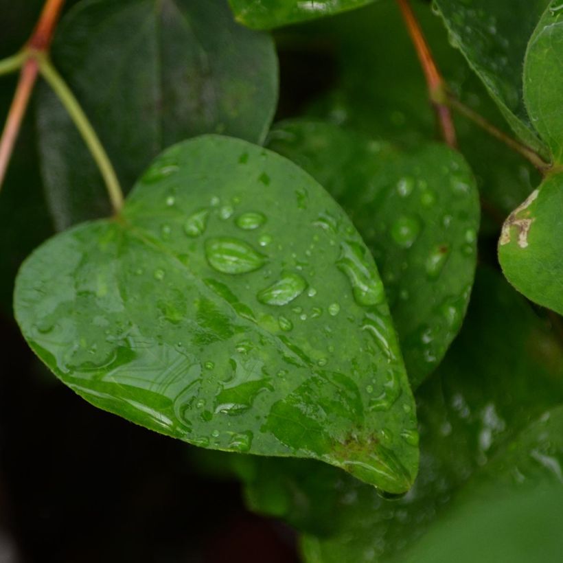 Clématite - Clematis texensis Duchess of Albany (Foliage)