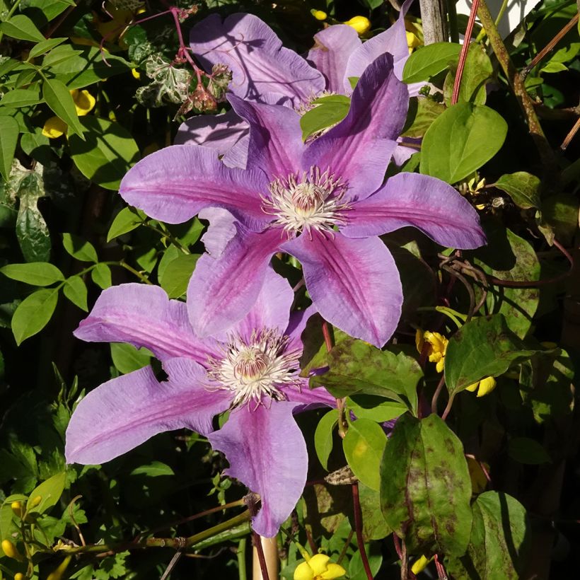 Clématite Etoile De Malicorne (Floraison)