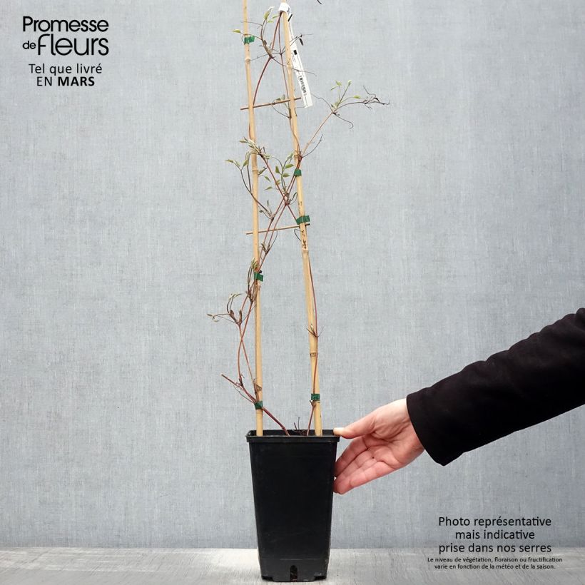 Example of Clématite Hayate Pot de 2L/3L as you get in printemps