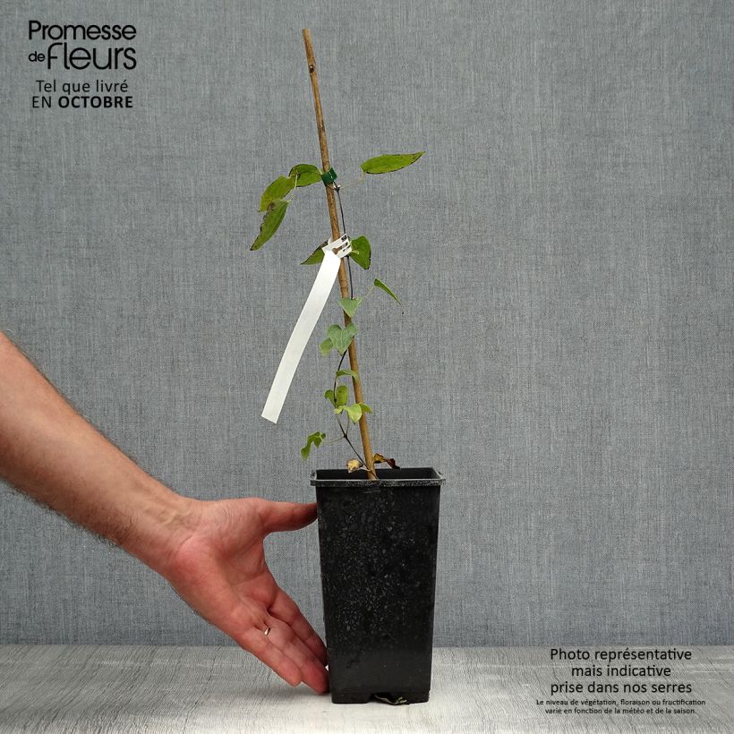 Spécimen de Clématite Henryi Pot de 1,5L/2L tel que livré en automne