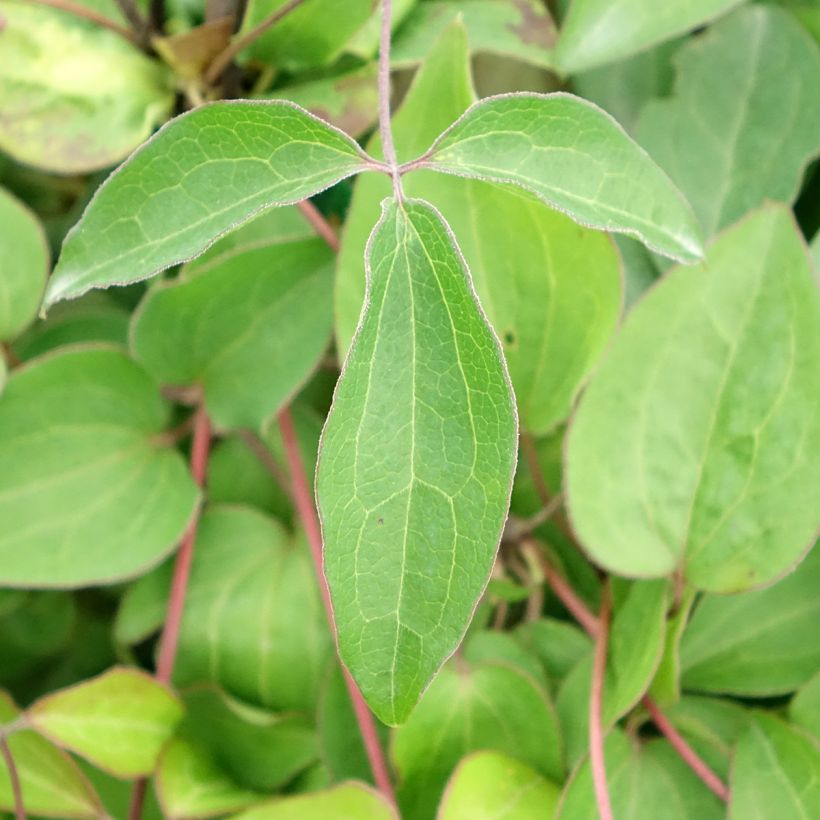 Clématite Henryi (Foliage)