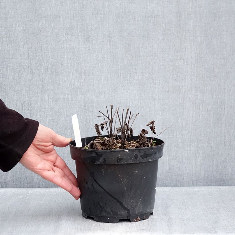 Example of Clématite herbacée - Clematis heracleifolia China Purple Pot de 2L/3L as you get in hiver