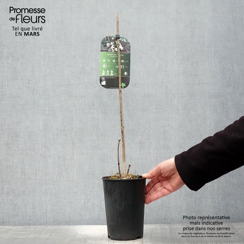 Example of Clématite Herbacée Recta Purpurea Pot de 2L/3L as you get in printemps