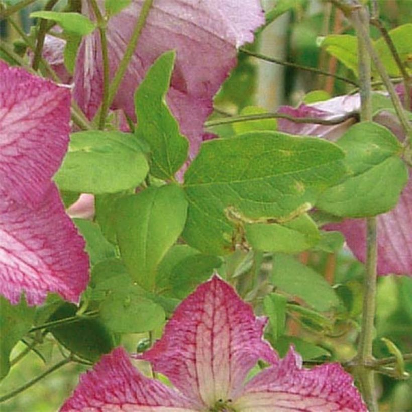 Clématite - Clematis I am Happy (Foliage)