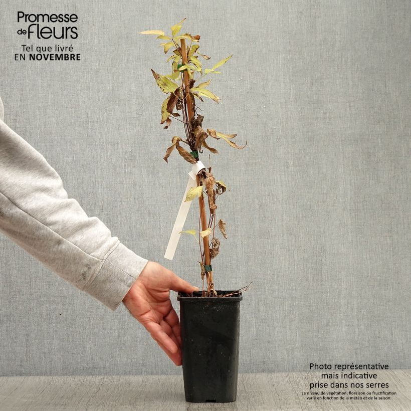 Spécimen de Clématite integrifolia - Clematis integrifolia Blue Boy Pot de 1,5L/2L tel que livré en automne