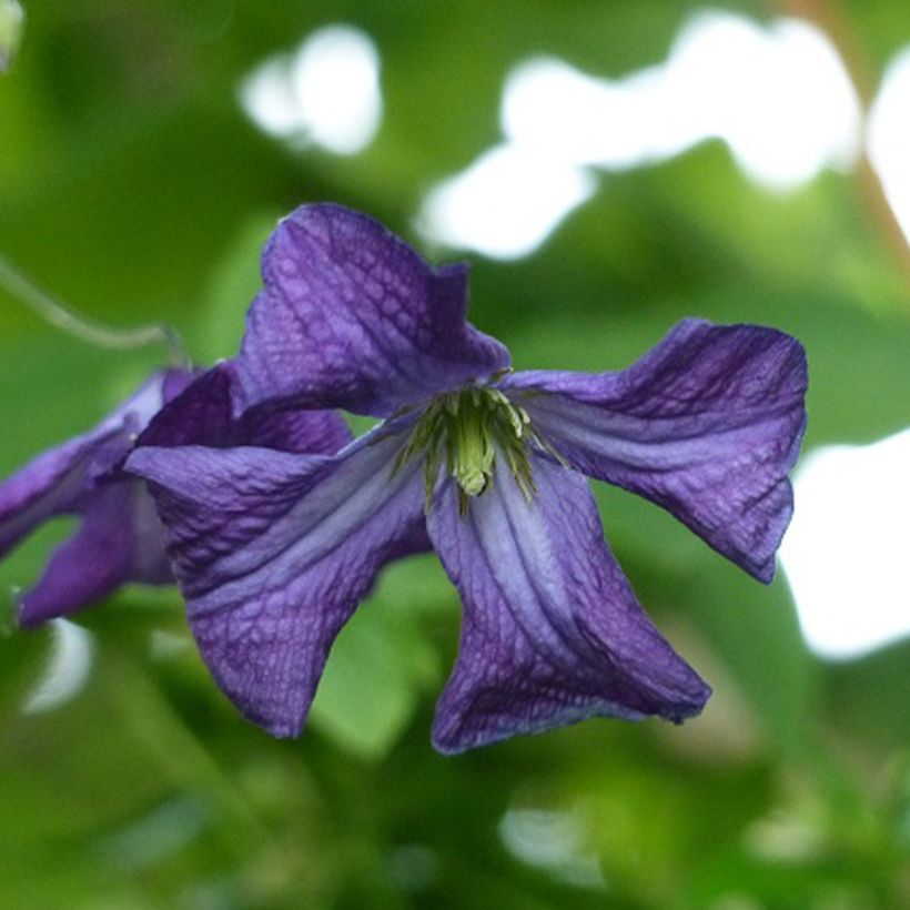 Clématite italienne - Clematis viticella (Flowering)