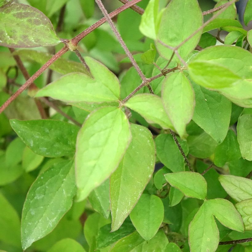 Clématite italienne - Clematis viticella (Foliage)