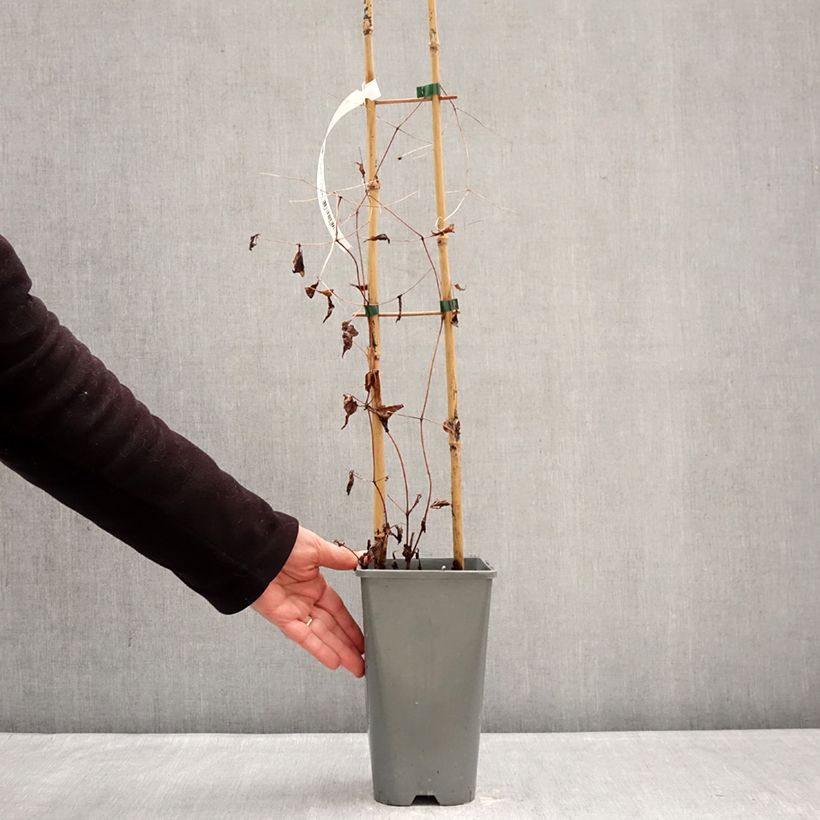 Example of Clématite italienne - Clematis viticella Walemburg Pot de 1,5L/2L as you get in hiver