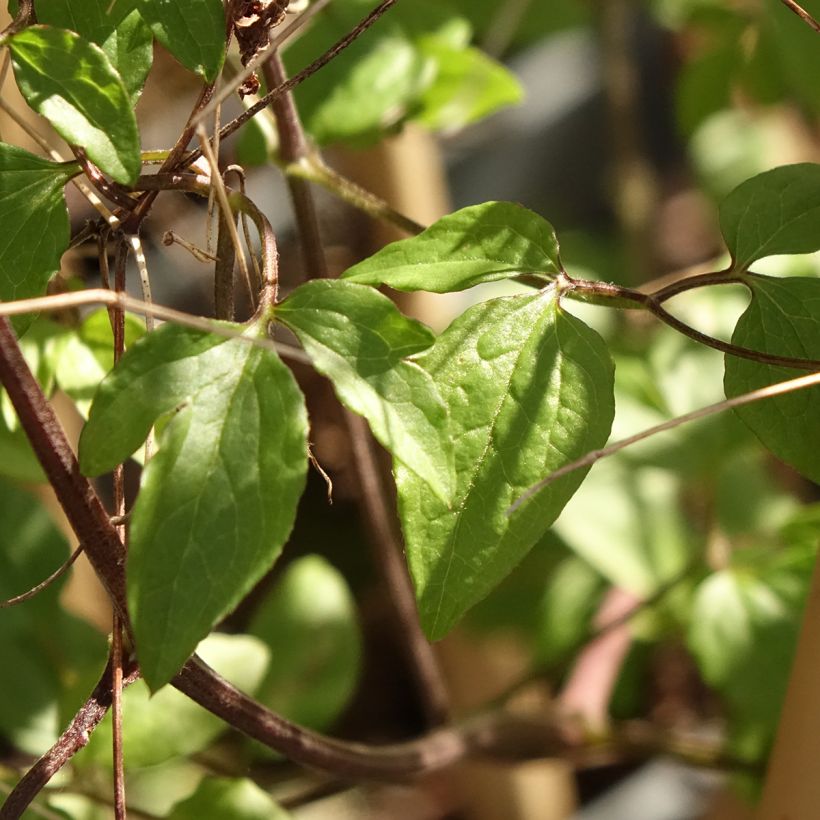 Clématite italienne - Clematis viticella Walemburg (Feuillage)