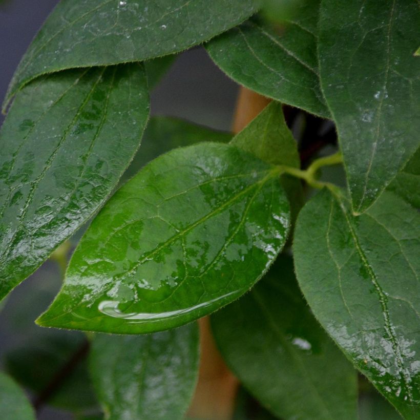 Clématite - Clematis Josephine (Foliage)