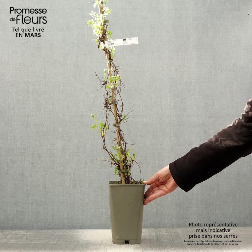 Example of Clématite macropetala - Clematis macropetala Willy Pot de 2L/3L as you get in printemps