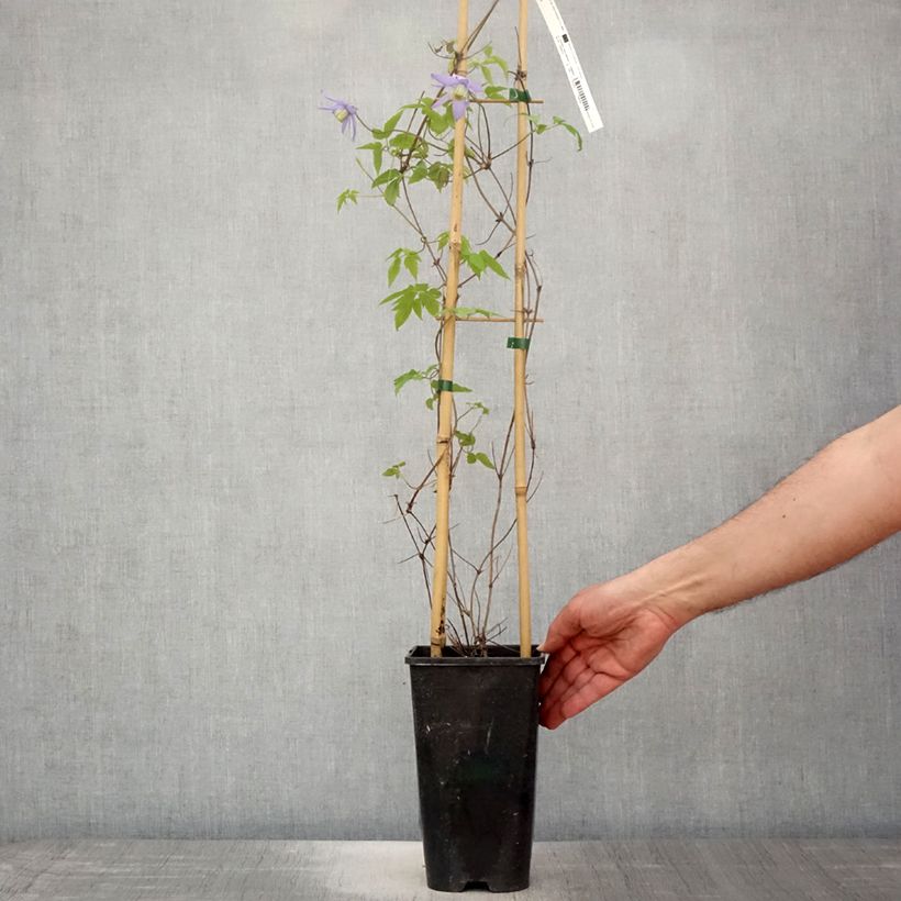 Example of Clématite macropetala Pot de 3L/4L as you get in printemps