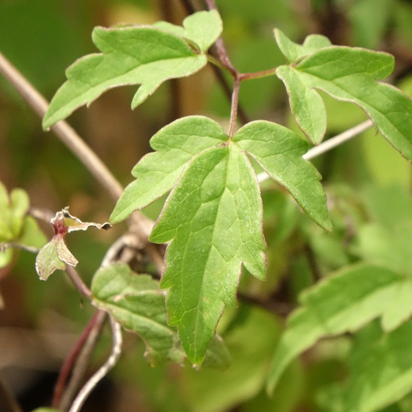 Clématite macropetala (Foliage)