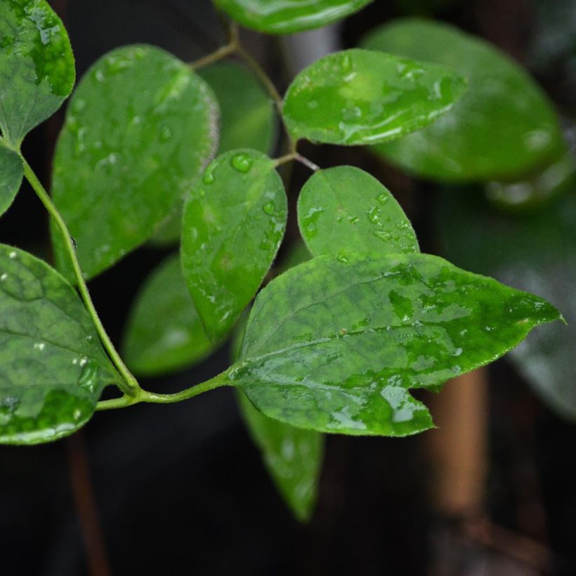 Clématite - Clematis texensis Mienie Belle (Foliage)