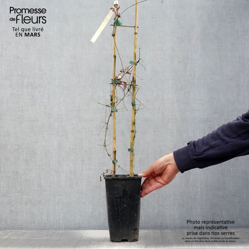 Example of Clématite Mme Lecoultre Pot de 2L/3L as you get in printemps