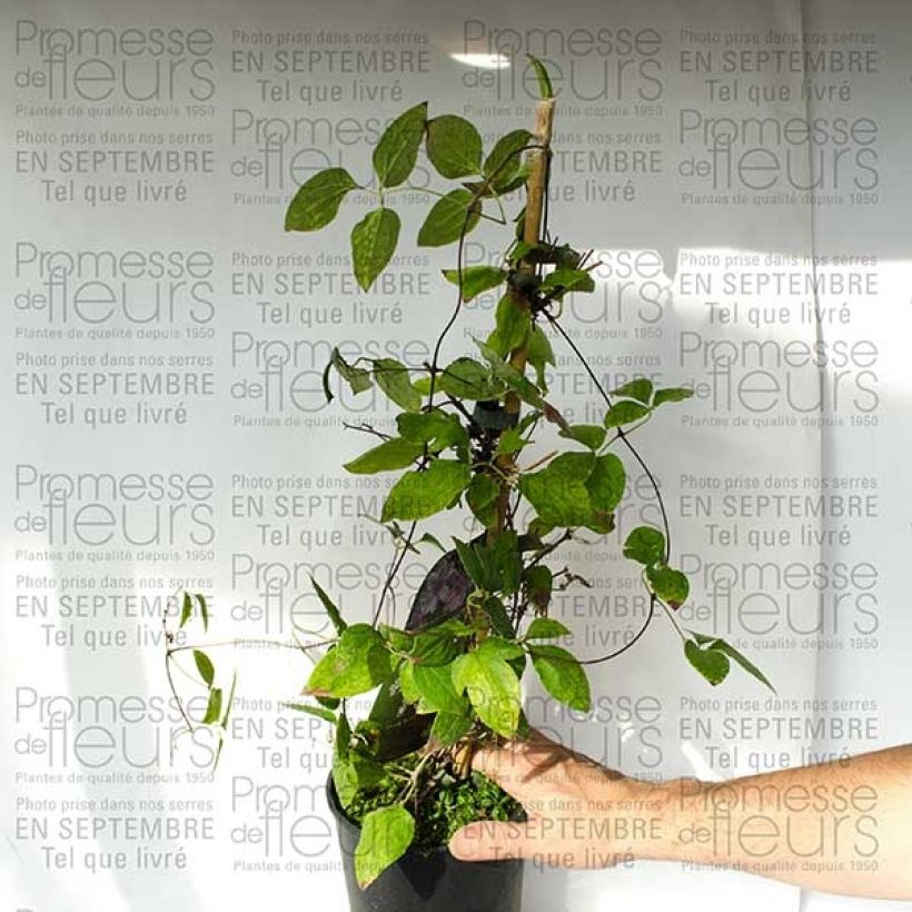 Exemple de spécimen de Clématite - Clematis Parasol Pot de 2L/3L tel que livré