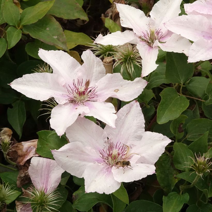 Clématite Pink Fantasy (Floraison)