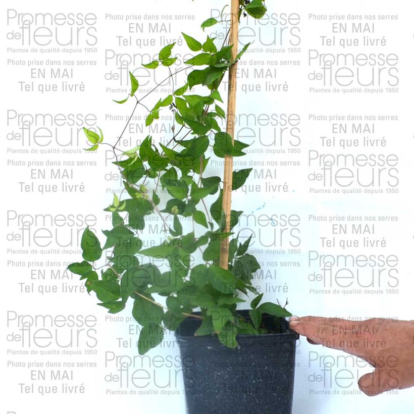 Exemple de spécimen de Clématite - Clematis Reflections Pot de 2L/3L tel que livré
