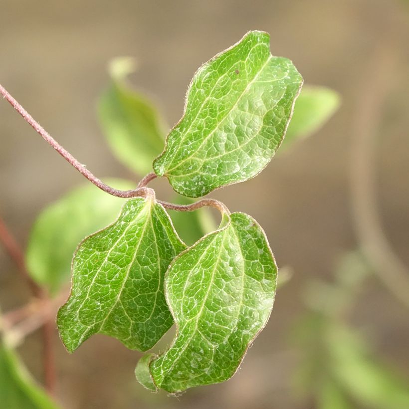 Clématite Saphyra Nancy (Foliage)