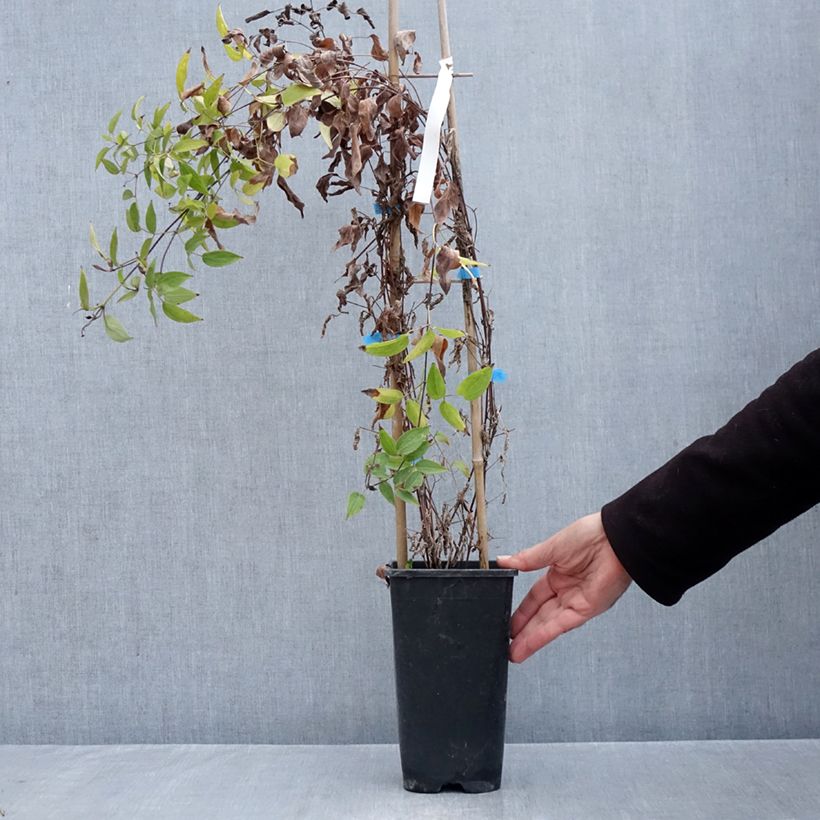 Spécimen de Clématite Saphyra Violetta Pot de 2L/3L tel que livré en automne