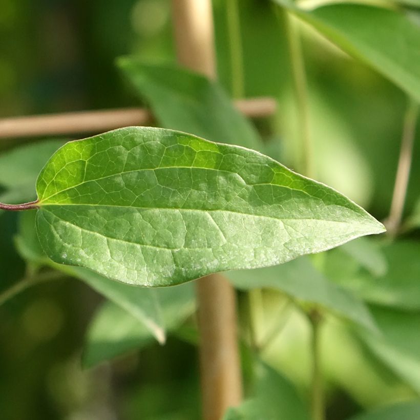 Clématite Saphyra Violetta (Feuillage)
